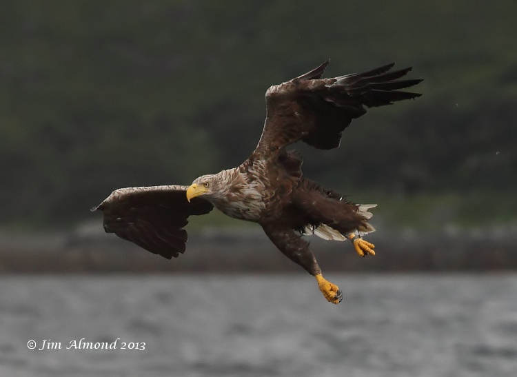 White tailed Eagle diving for  fish Mull 9 8 13  IMG_2611